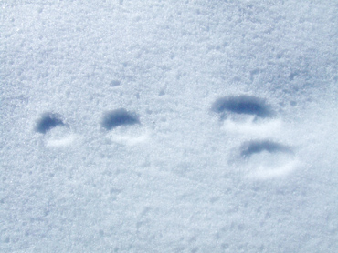 Jack Rabbit Tracks in Snow_By Travis S.